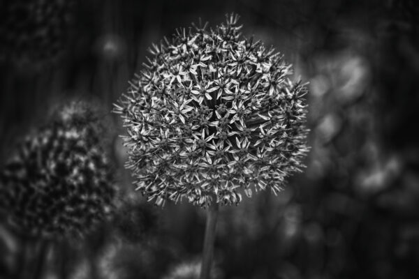 Bunge Verbena