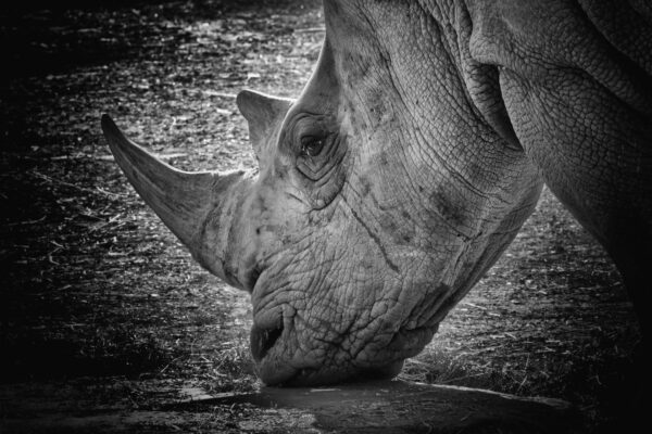 Wijd Rhino Tears